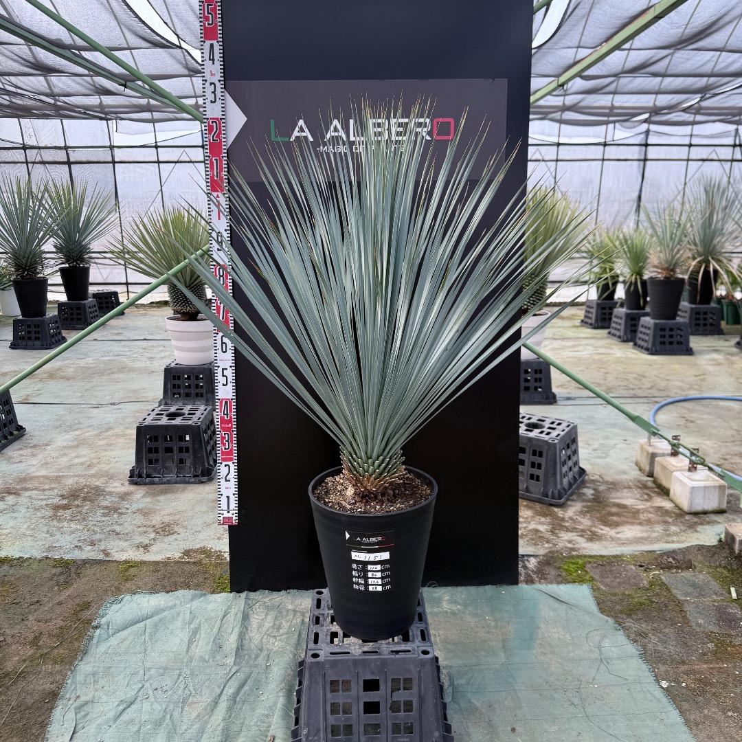 は*な様 【AL1151】ユッカ　ロストラータ　ランチョブルー　数量限定