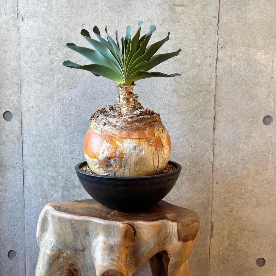 【週末限定SALE】ブーファン ハエマンソイデス 発根済み 現地球株