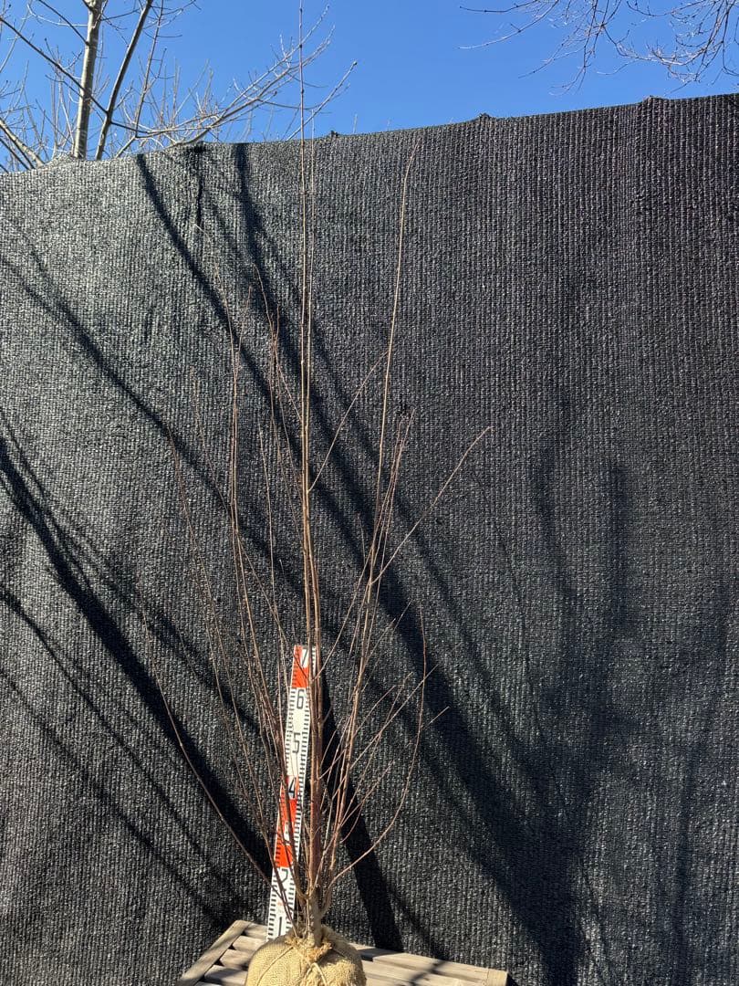 桂（カツラ）植木　庭木　【品番3548】