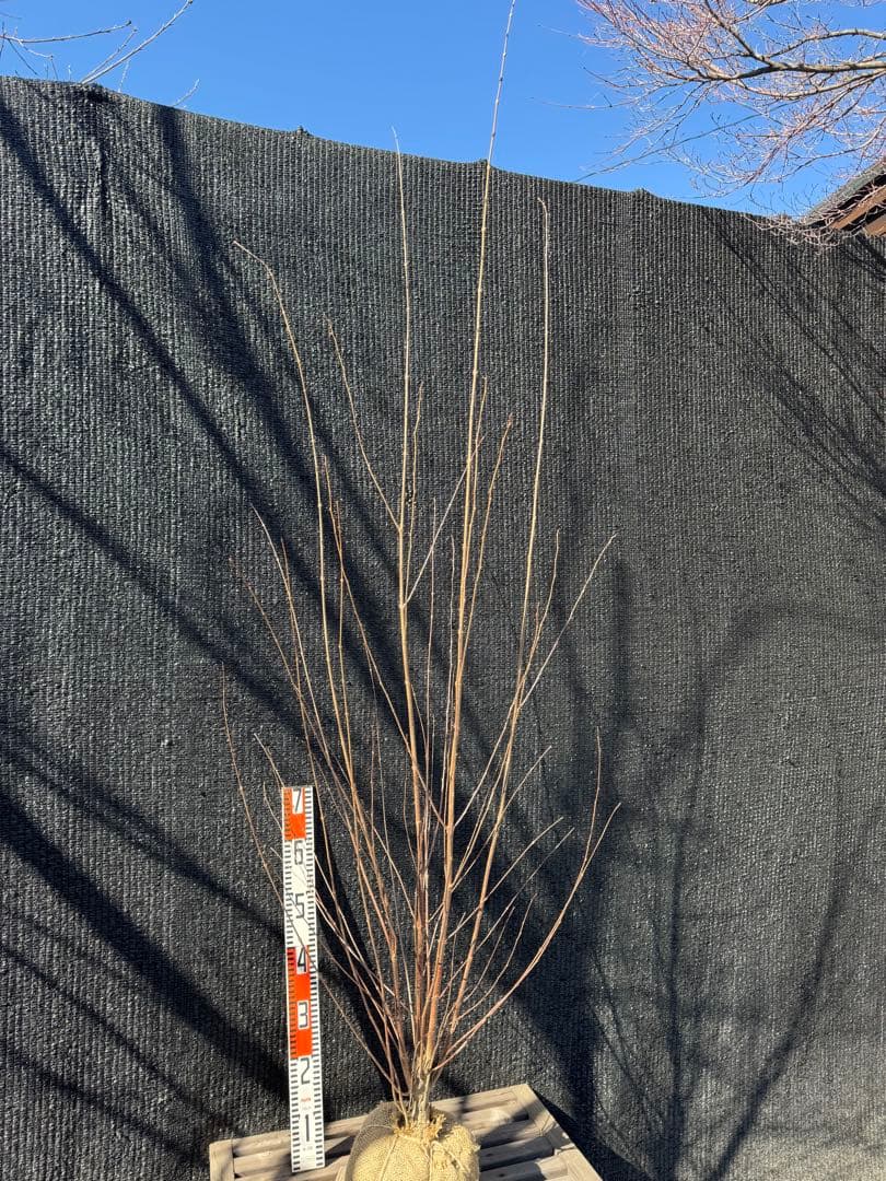 桂（カツラ）植木　庭木　【品番3548】