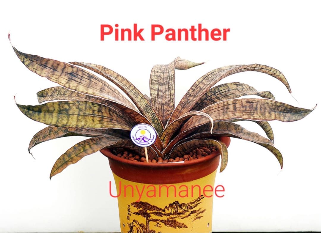 EMP サンセベリア ピンクパンサー OC株 / レア SA348