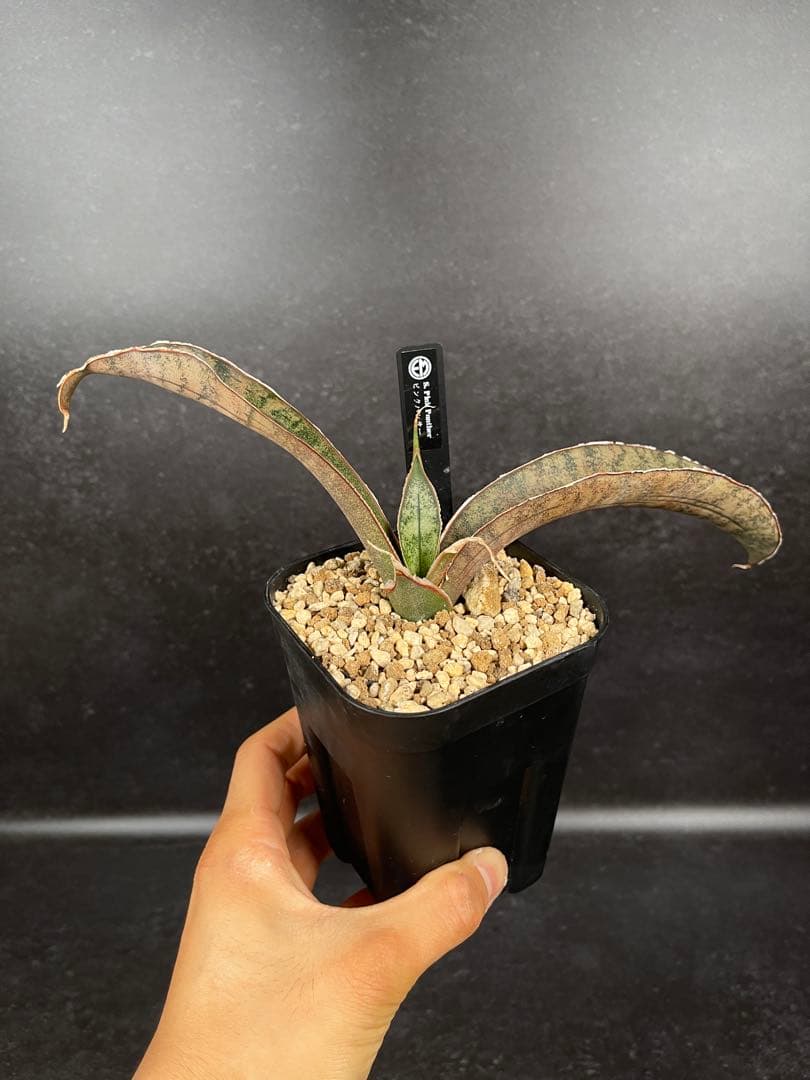 EMP サンセベリア ピンクパンサー OC株 / レア SA348