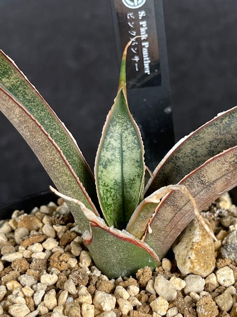 EMP サンセベリア ピンクパンサー OC株 / レア SA348