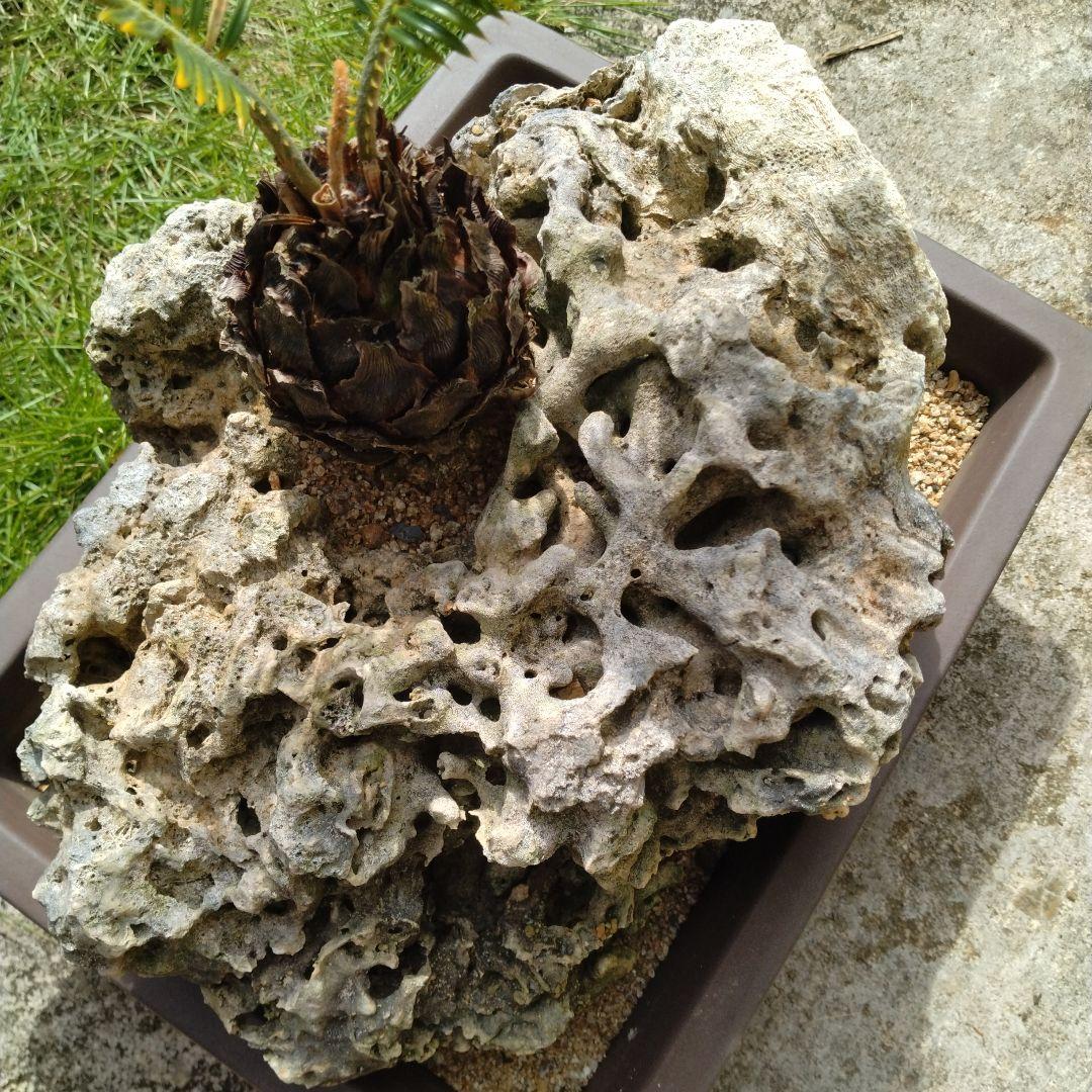 金環蘇鉄　珊瑚石付き　盆栽