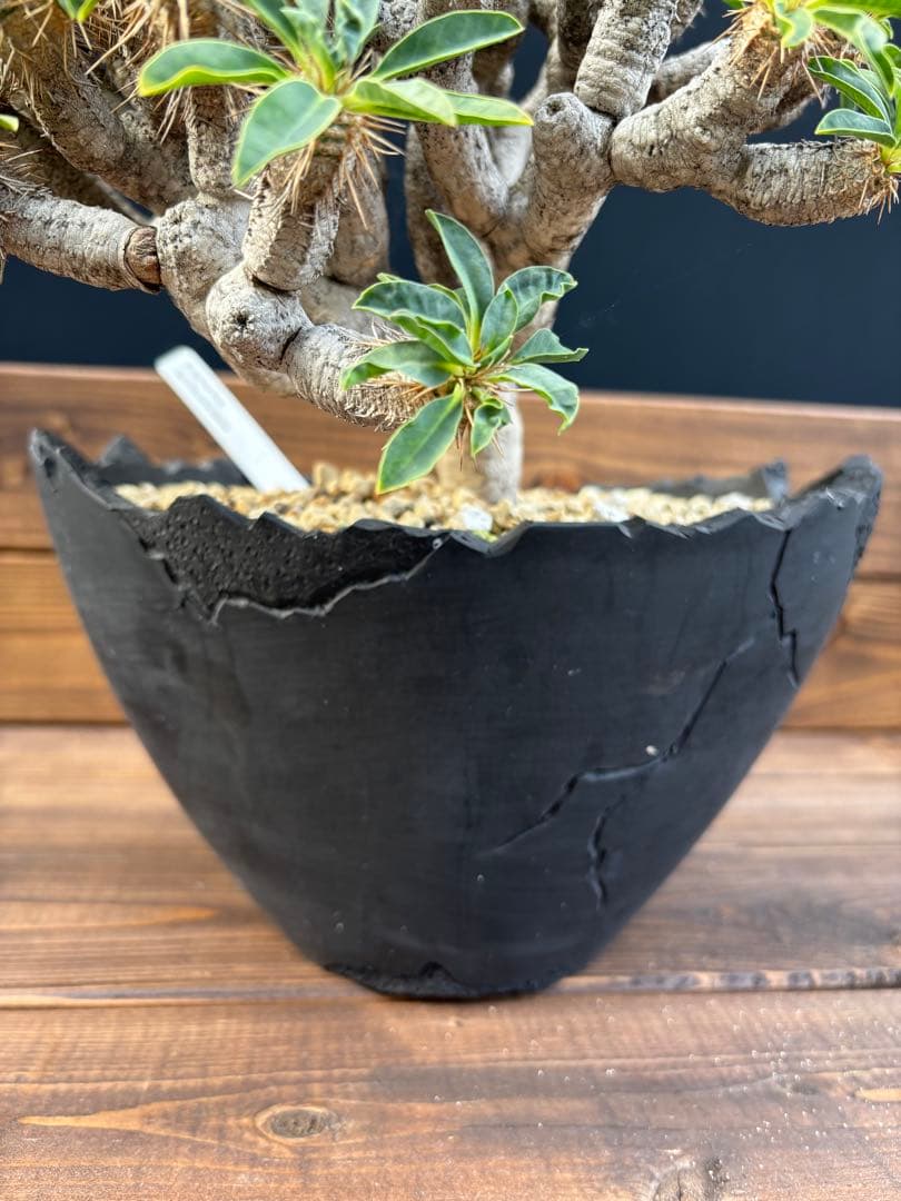 ユーフォルビア　ギラウミニアナ