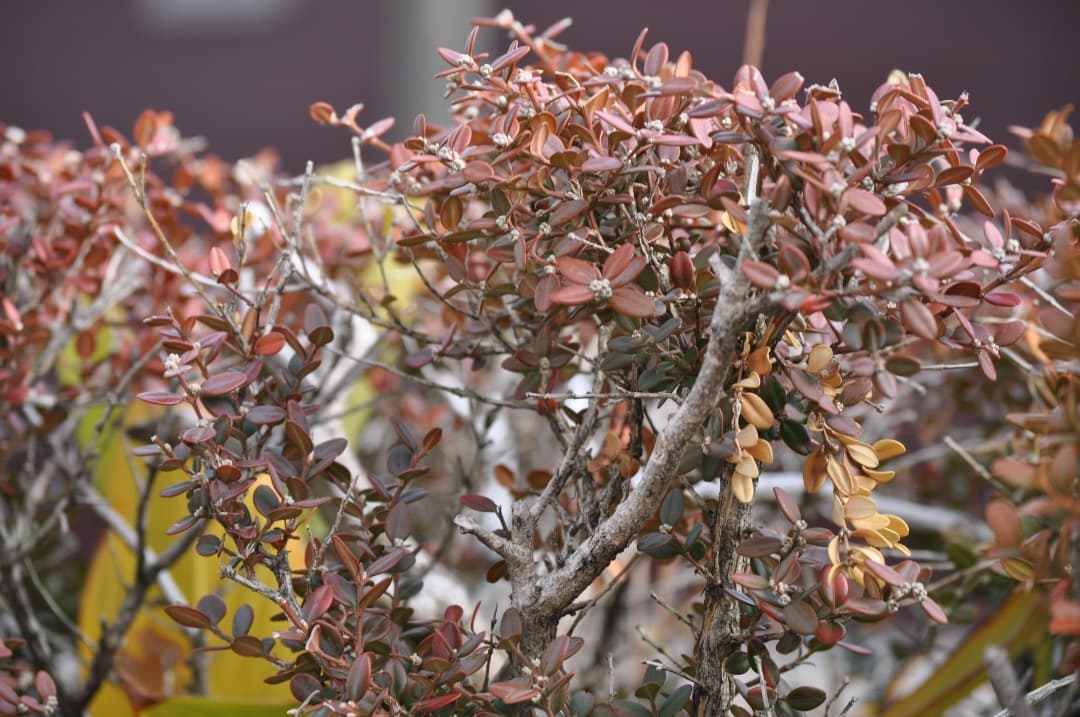 Nikon D5000 18-55 55-200 ダブルズームキット 動作確認済