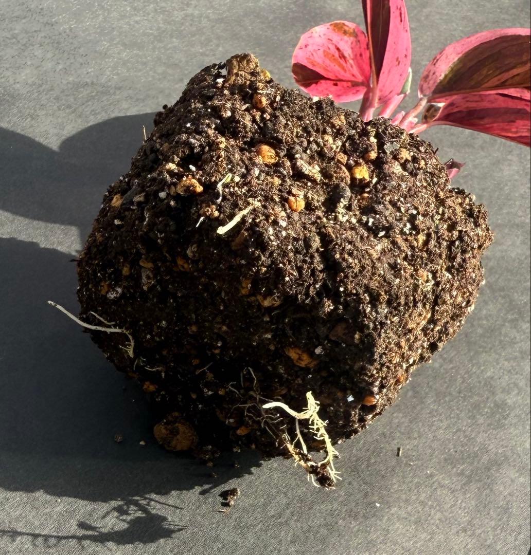 み*吉様 【美苗】激レア　ストロマンテ　トリオスター　斑入り　ゴマ斑　　抜き苗