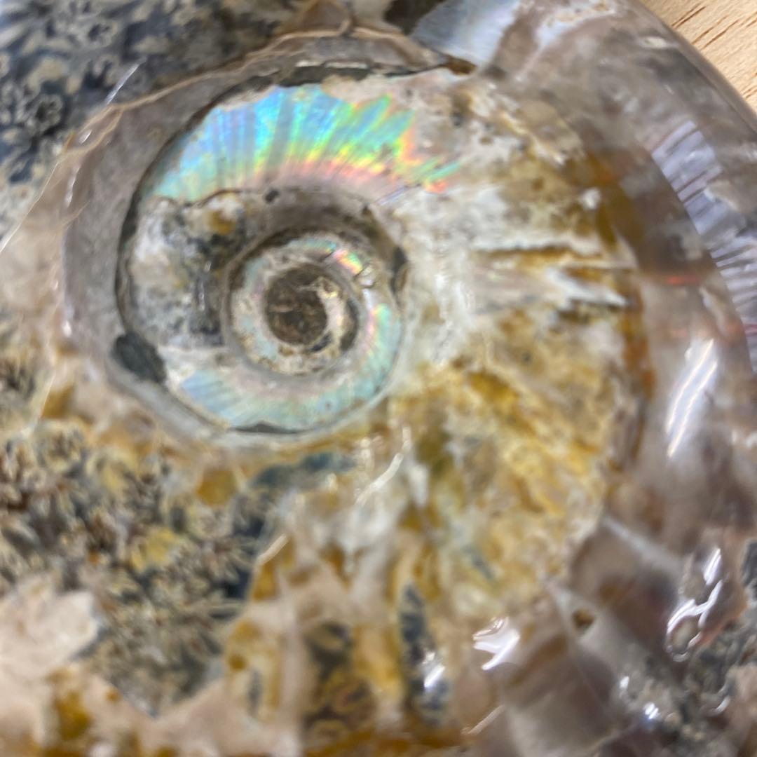 マダガスカル産アンモナイト