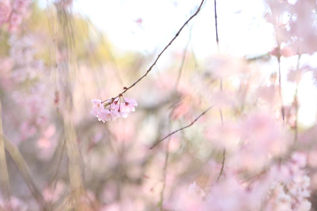 レンズ(ズーム) TAMRON 28-75mm F/2.8 Di III RXD(A09)