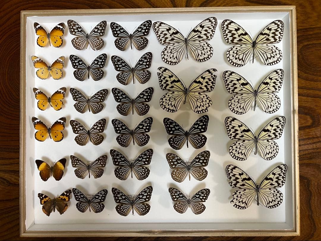 希少蝶の標本採取84/87/2003年　オオゴマダラ等現状品41x50x6cm