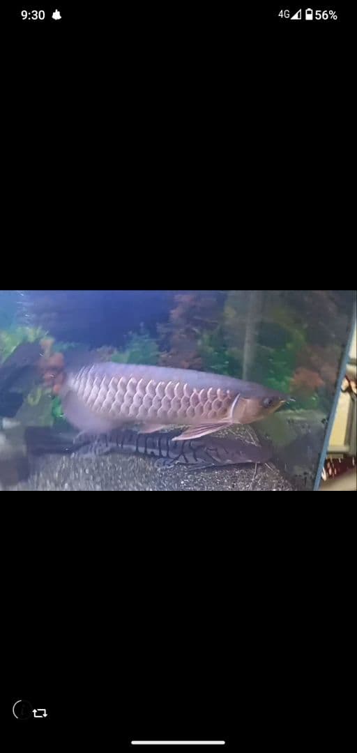 高背金龍 証明書