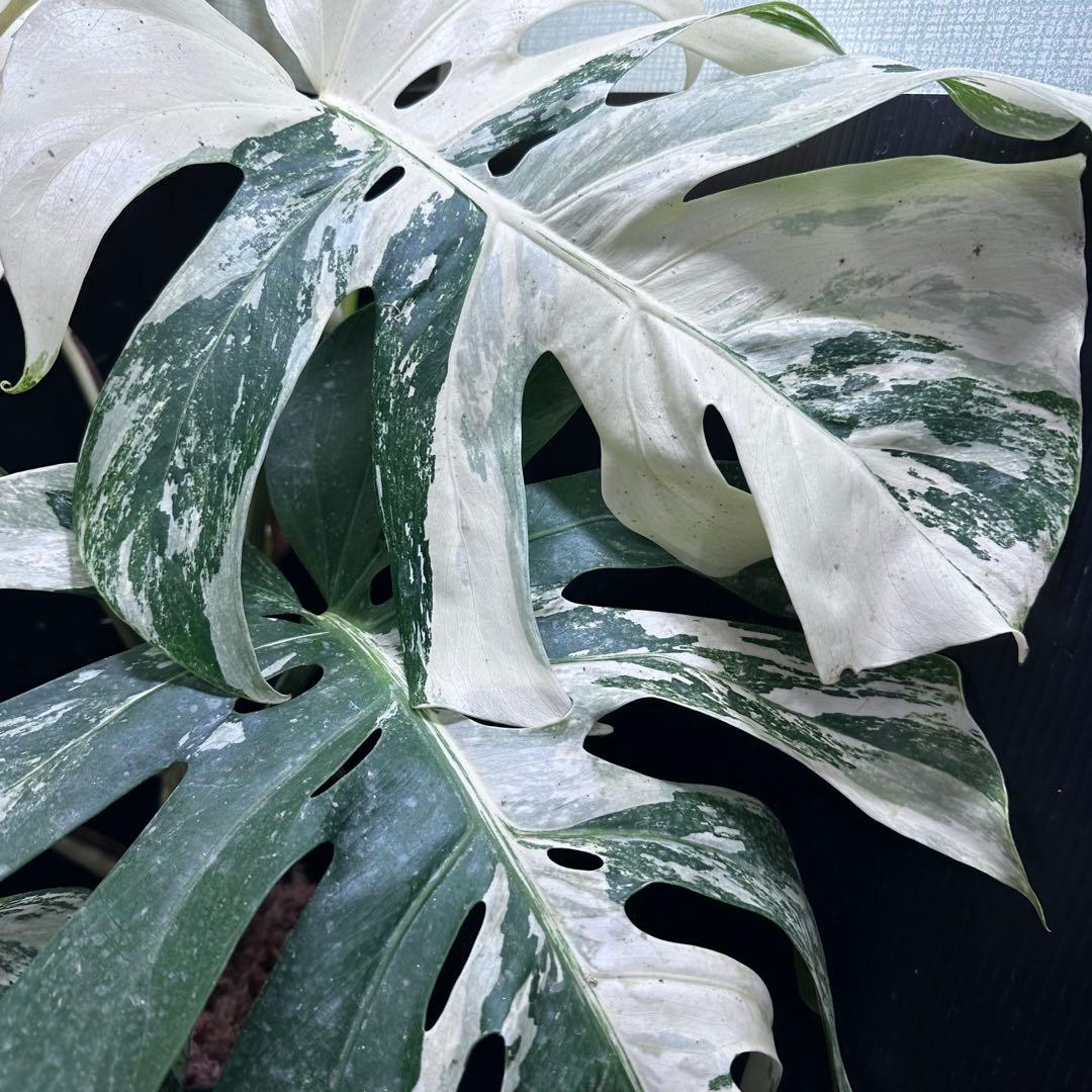 パ*ム様 斑入りモンステラ ホワイトタイガー極美大株91cm白斑多