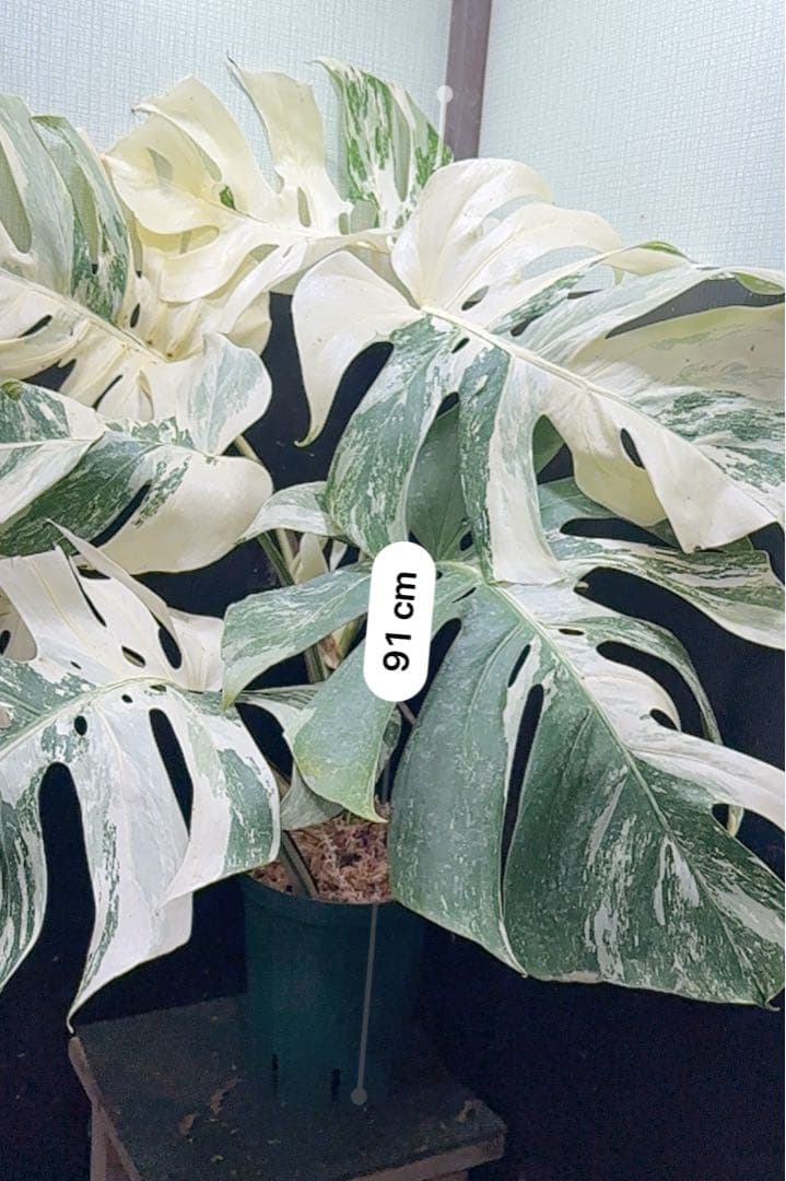 パ*ム様 斑入りモンステラ ホワイトタイガー極美大株91cm白斑多