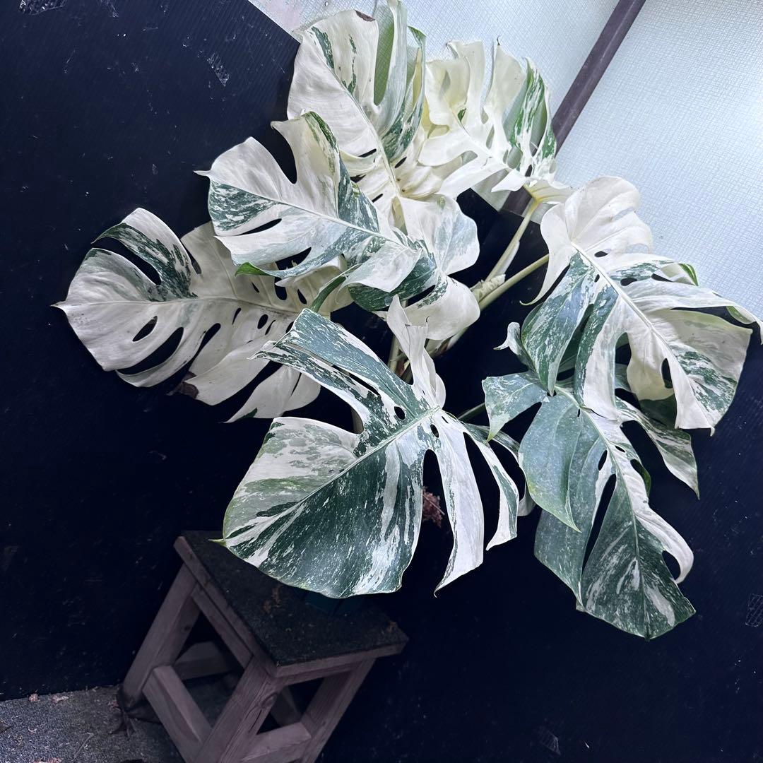 パ*ム様 斑入りモンステラ ホワイトタイガー極美大株91cm白斑多
