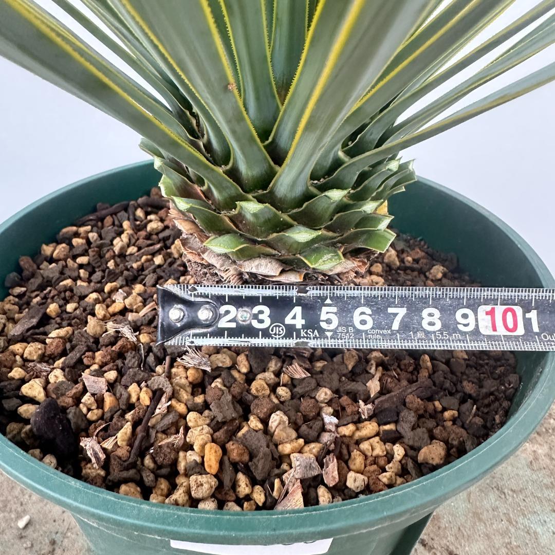 ユッカ　ロストラータ【21-399】