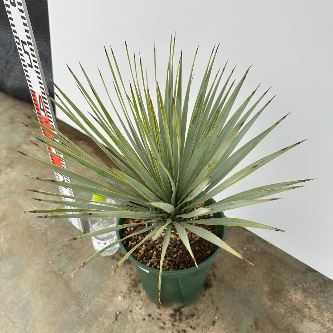 ユッカ　ロストラータ【21-399】