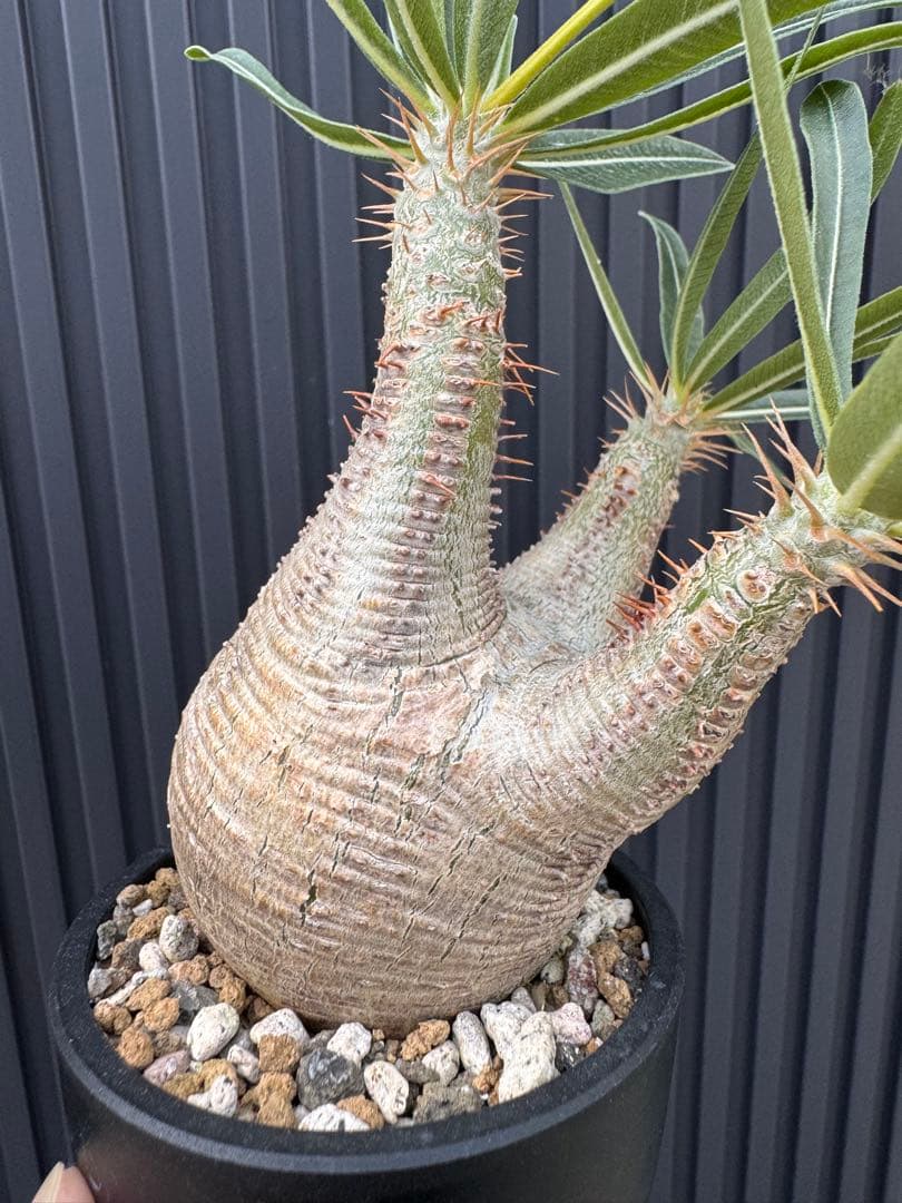 パキポディウム グラキリス 現地球