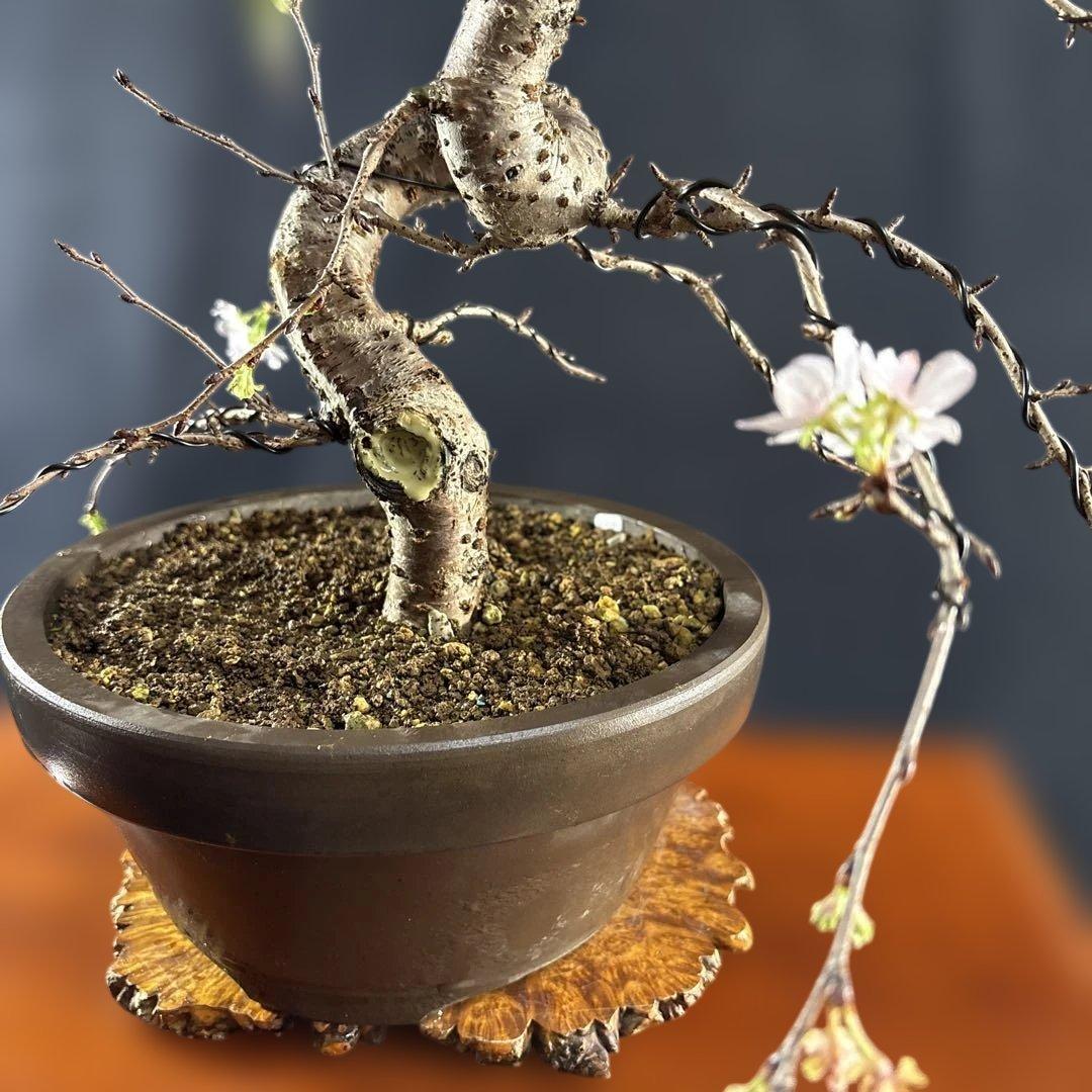 中品盆栽、十月桜、斜幹模様木、花、花芽付き やや傷や汚れあり　ノリ典　