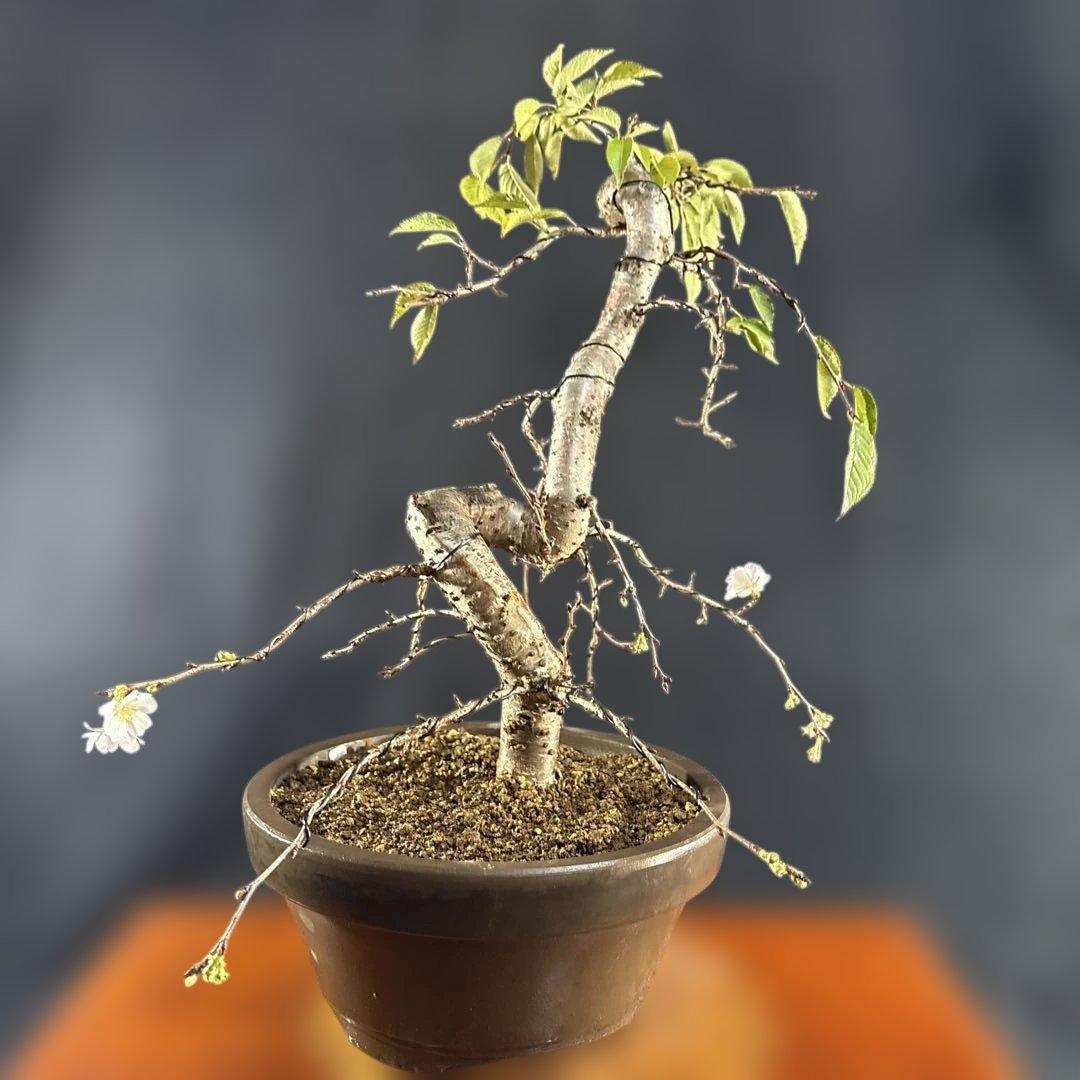 中品盆栽、十月桜、斜幹模様木、花、花芽付き やや傷や汚れあり　ノリ典　