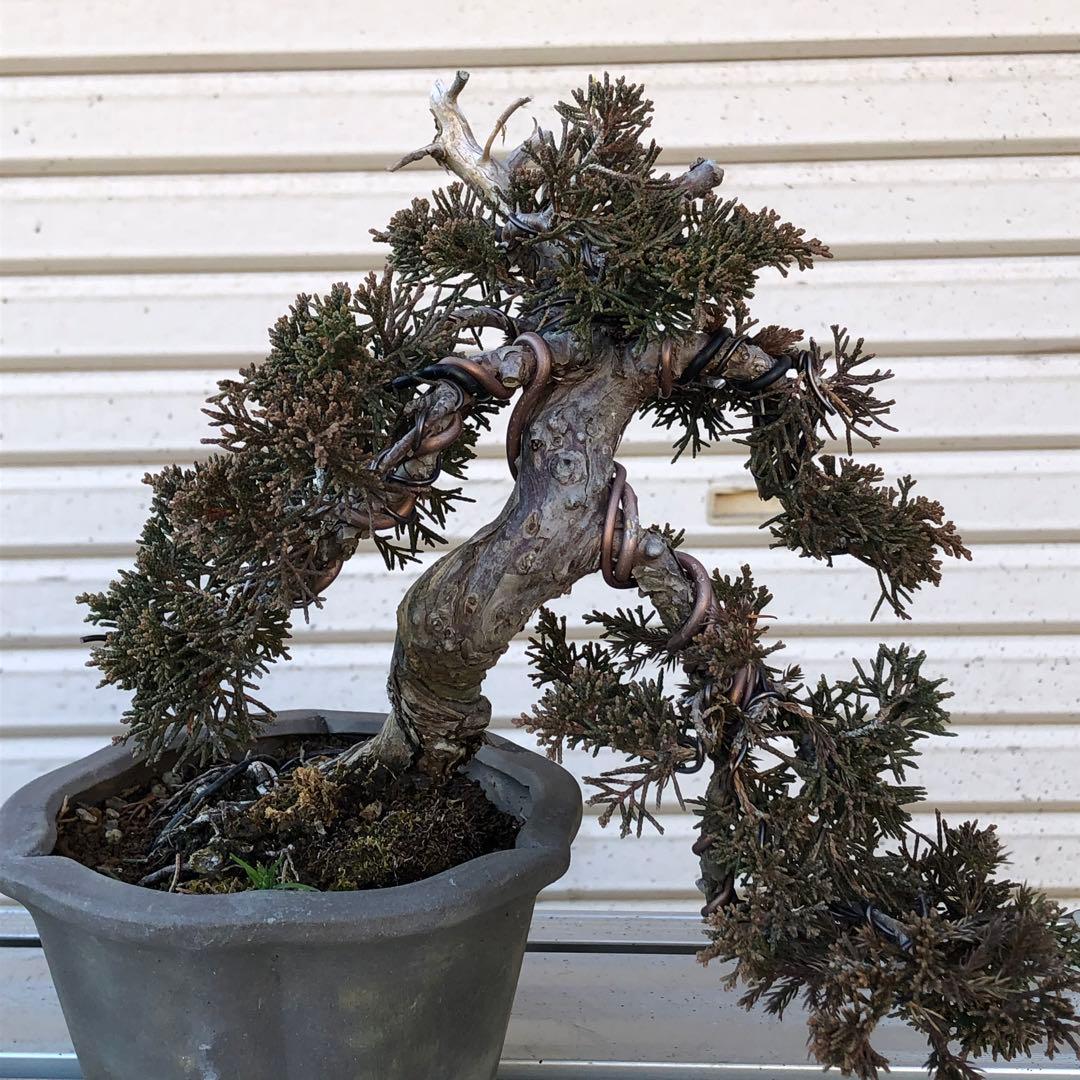 糸魚川真柏盆栽