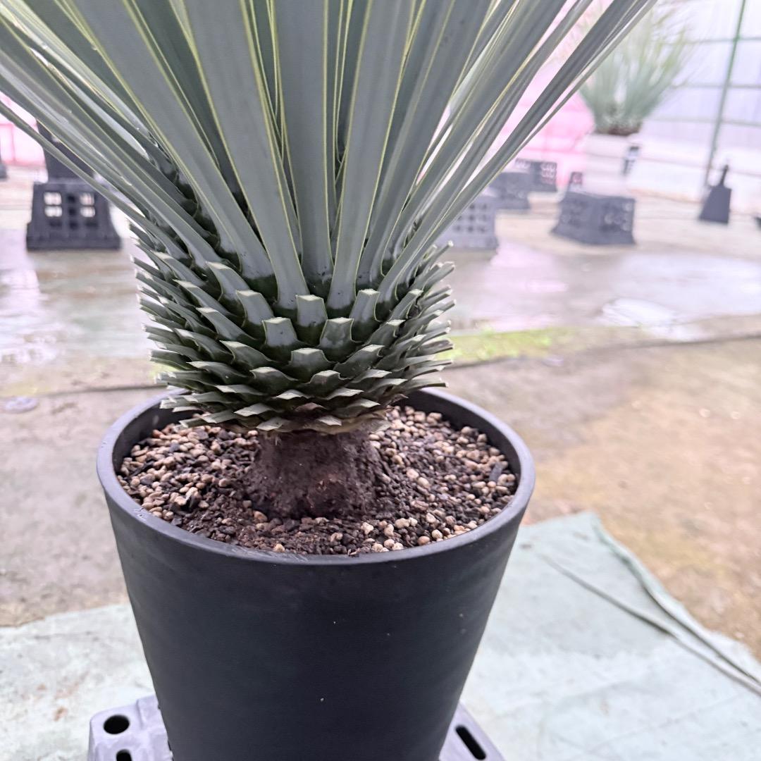 ノ*リ様 【AL1143】ユッカ　ロストラータ　24cm鉢