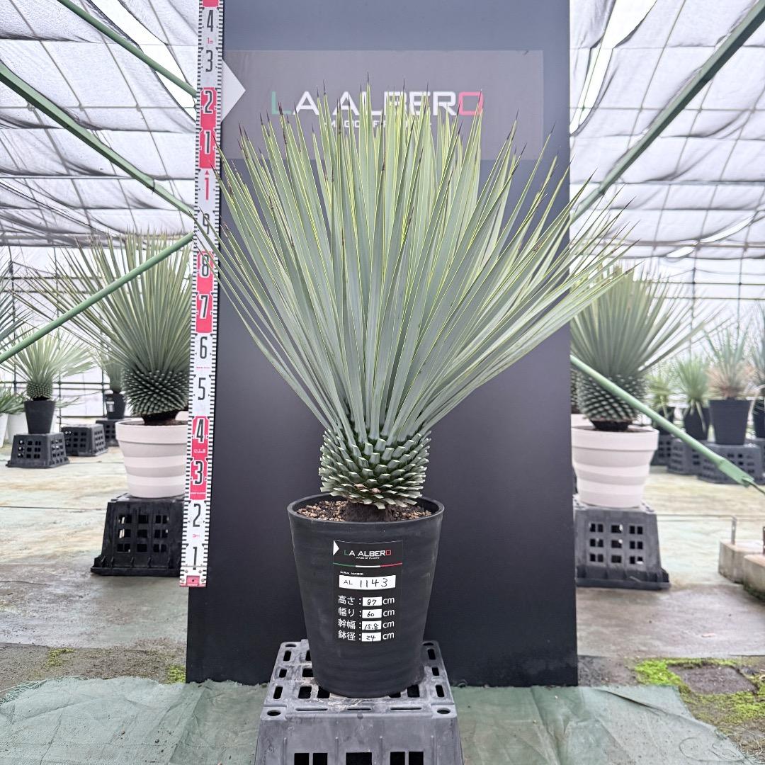 ノ*リ様 【AL1143】ユッカ　ロストラータ　24cm鉢