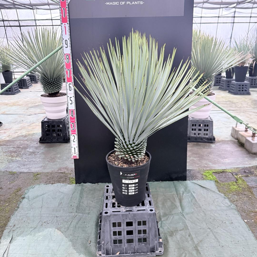 ノ*リ様 【AL1143】ユッカ　ロストラータ　24cm鉢