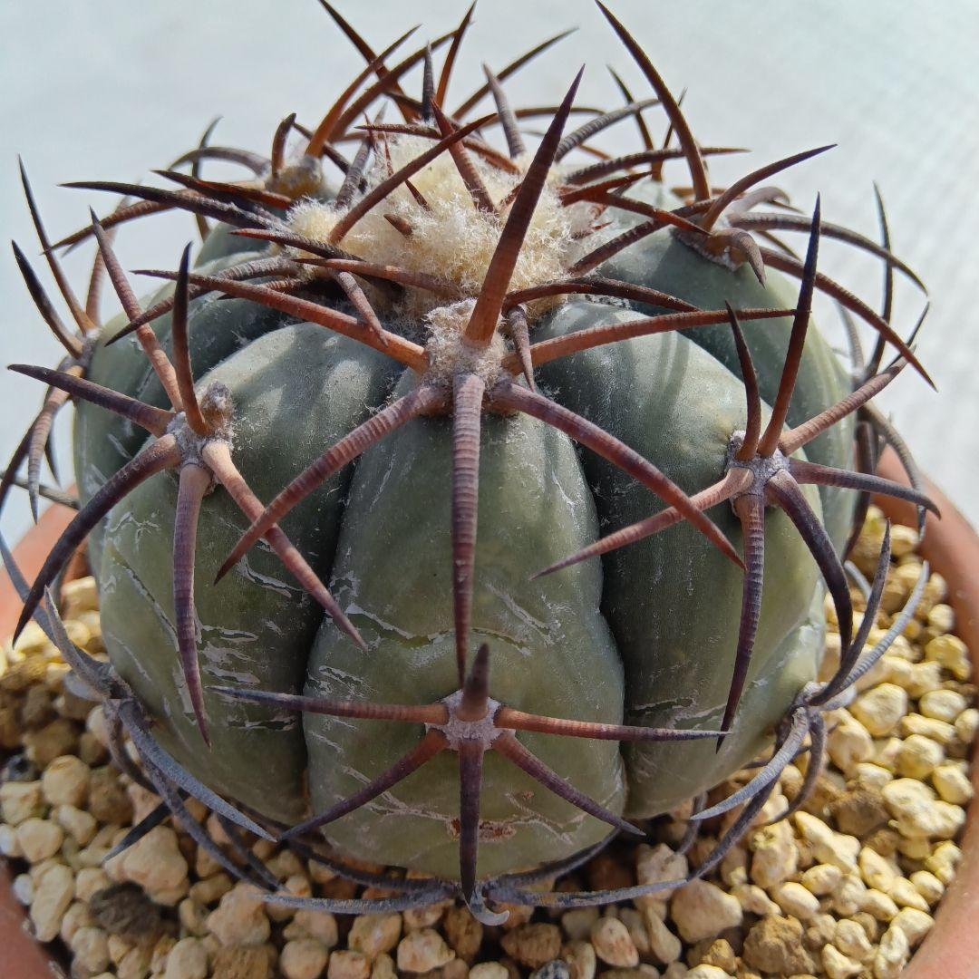 【黒刺実生】花王丸エキノカクタス国内繁殖サボテン（太平丸雷帝翠平コピアポア塊根）