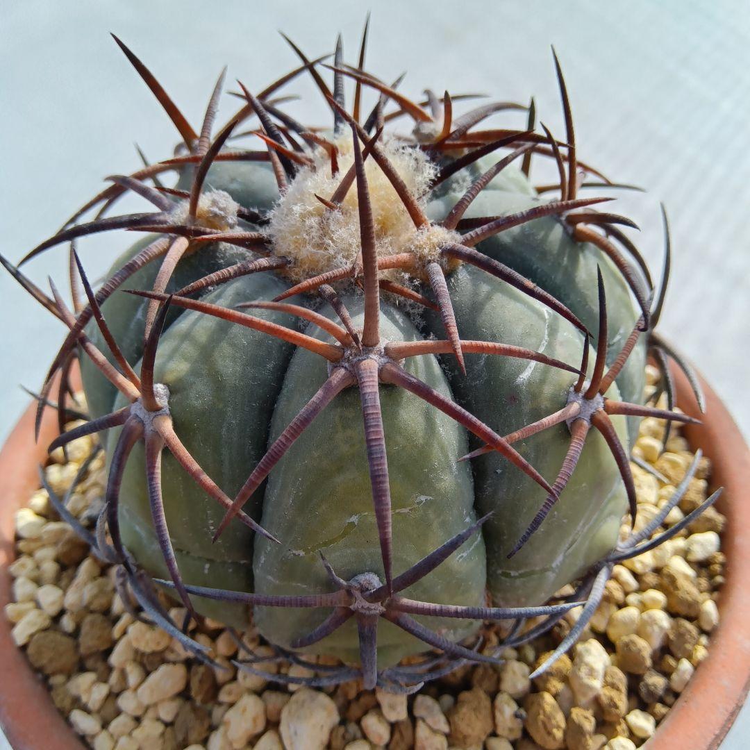 【黒刺実生】花王丸エキノカクタス国内繁殖サボテン（太平丸雷帝翠平コピアポア塊根）