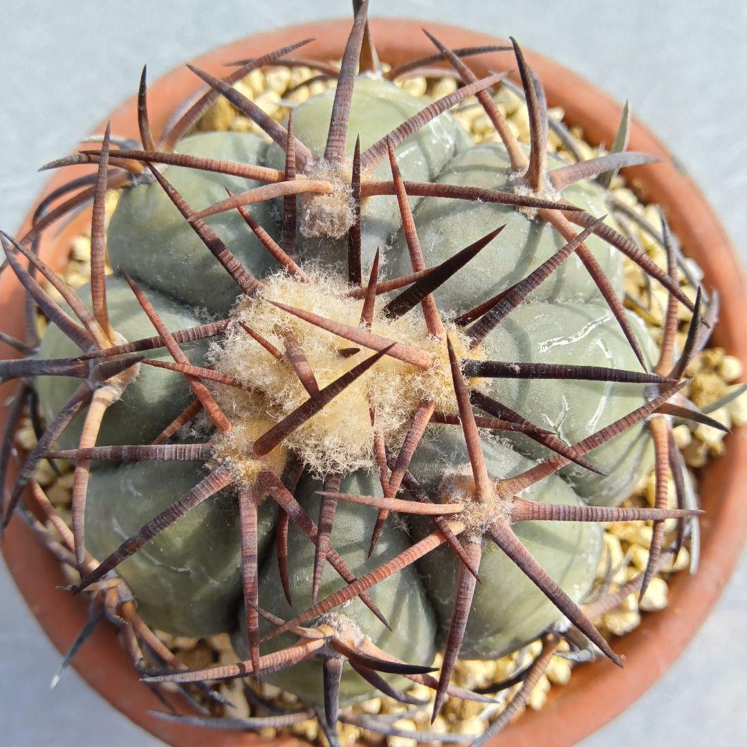 【黒刺実生】花王丸エキノカクタス国内繁殖サボテン（太平丸雷帝翠平コピアポア塊根）