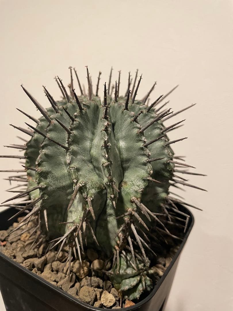 強棘　ホリダ　マジョール　子株付き　♀