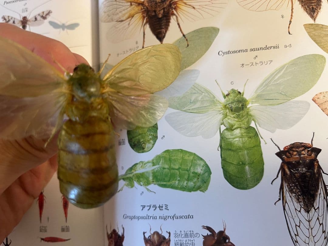 【伝説ノ蝉】フウセンゼミ ハラブトゼミ Cystosoma 昆虫標本