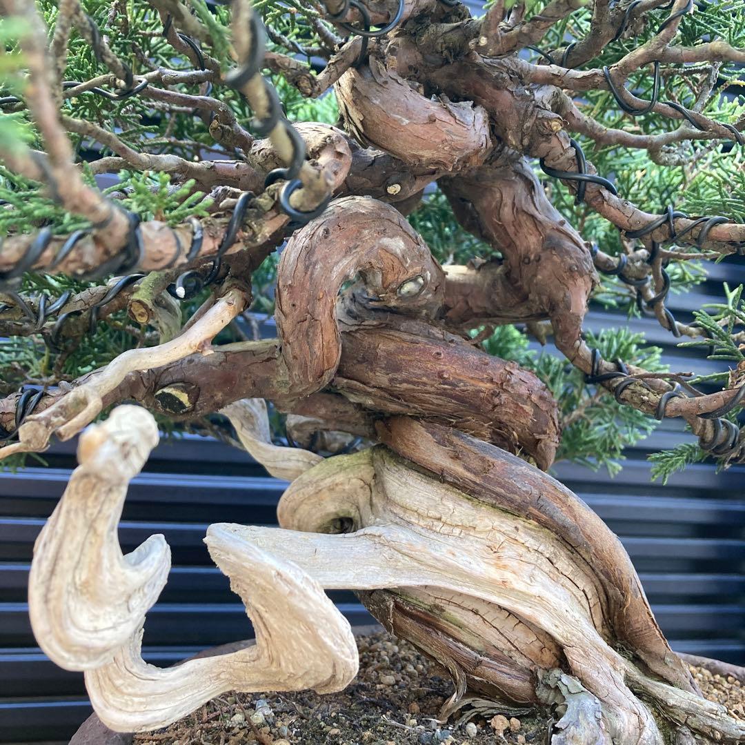 真柏　盆栽　盆栽鉢　鉢