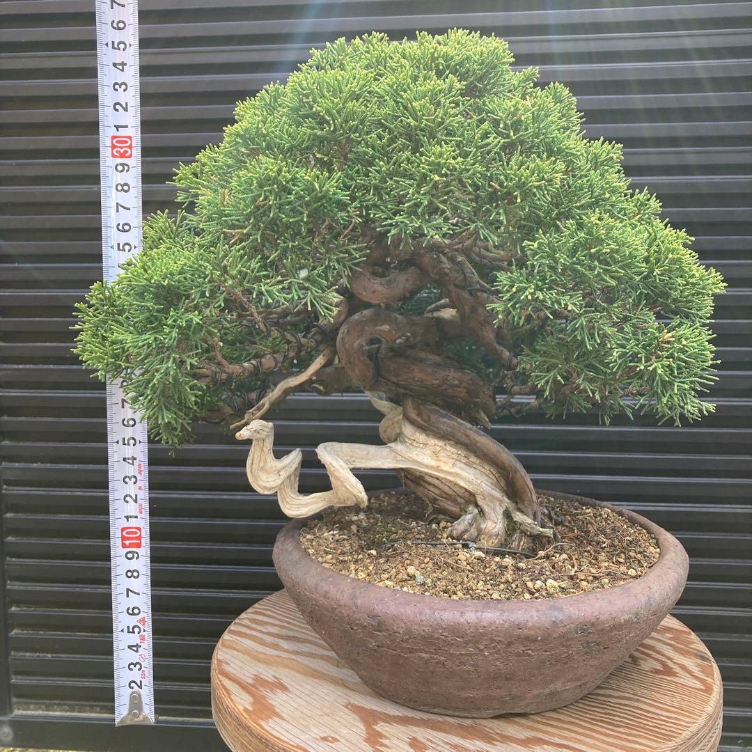 真柏　盆栽　盆栽鉢　鉢