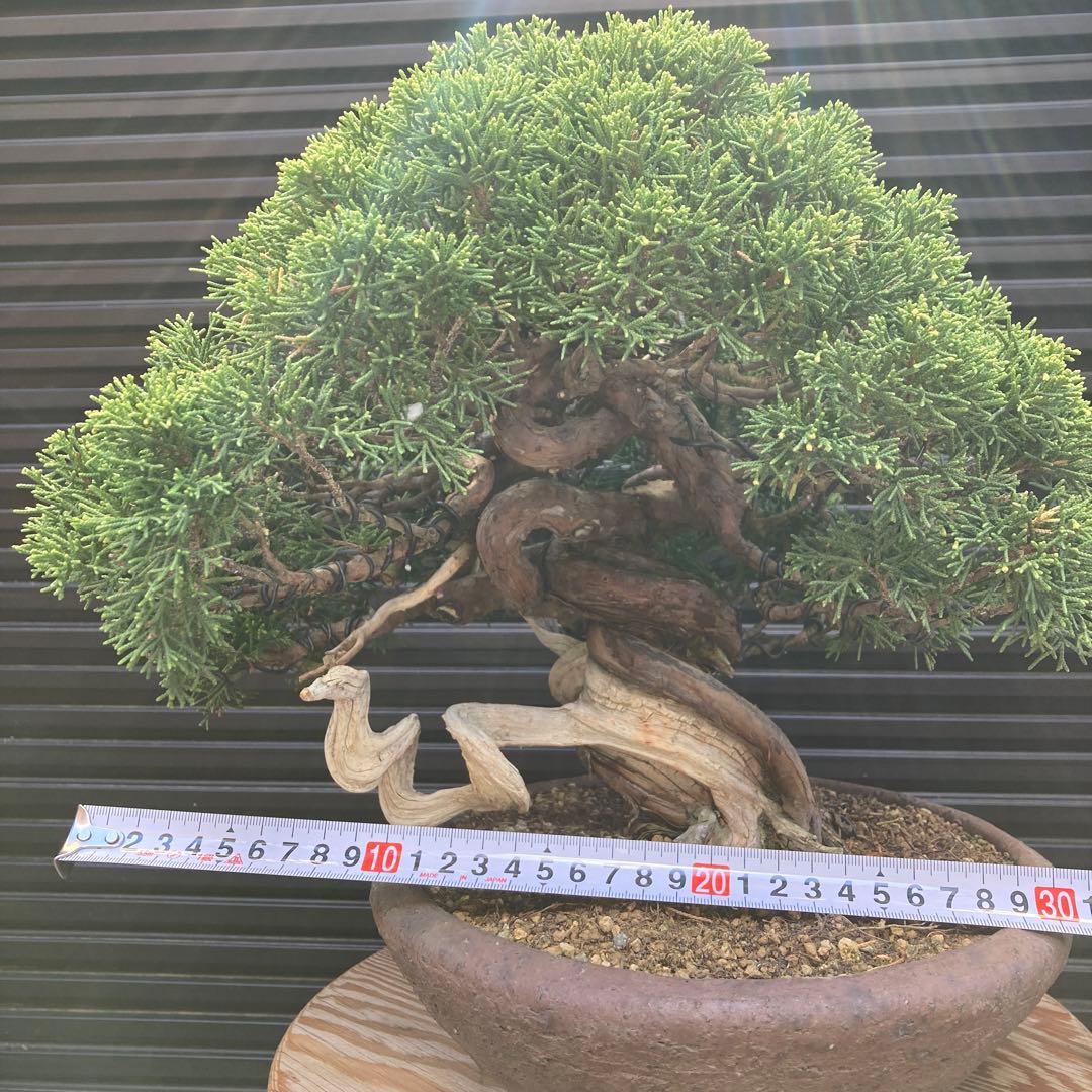 真柏　盆栽　盆栽鉢　鉢