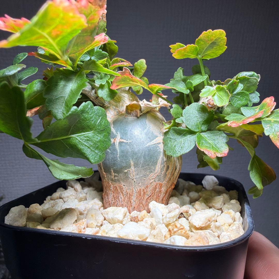 ブルセラ・ファガロイデス　国内実生　特選株　作り込み株　丸々とした株姿