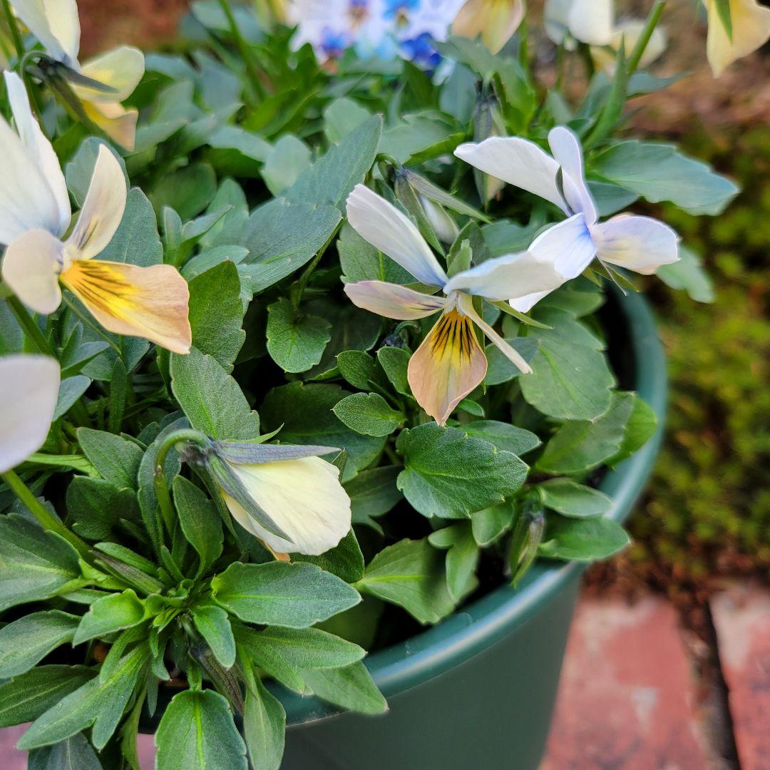 すみれ図鑑②緑青