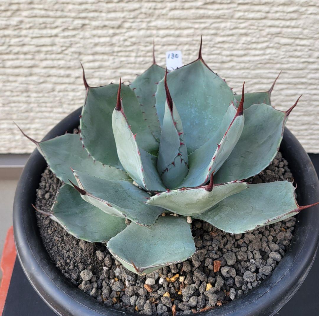 アガベ パリートランカータ 中株　No.130