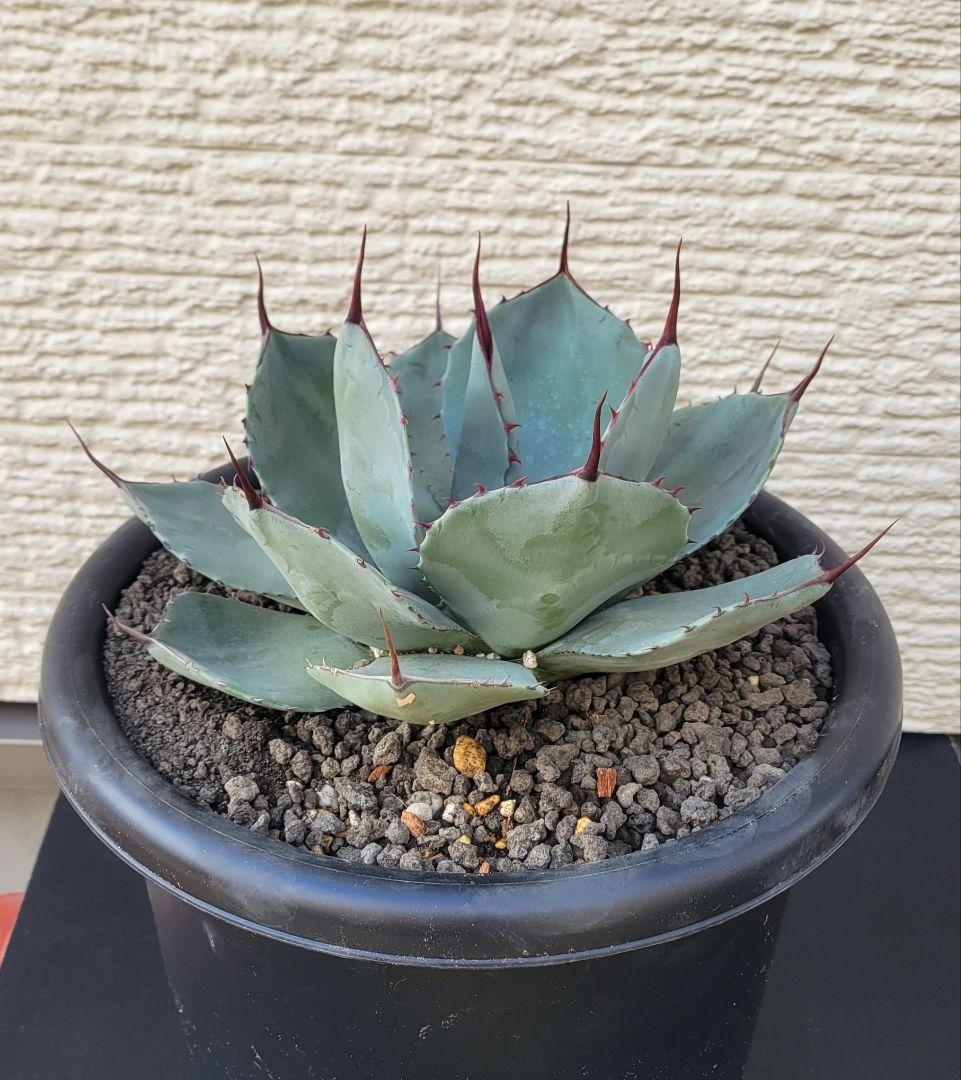 アガベ パリートランカータ 中株　No.130