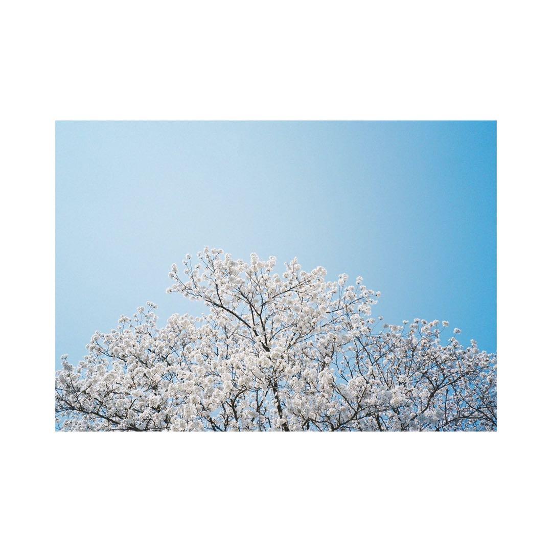 ⌘完動品！ 作例あり、電池付き！ PENTAX ESPIO 115M⌘