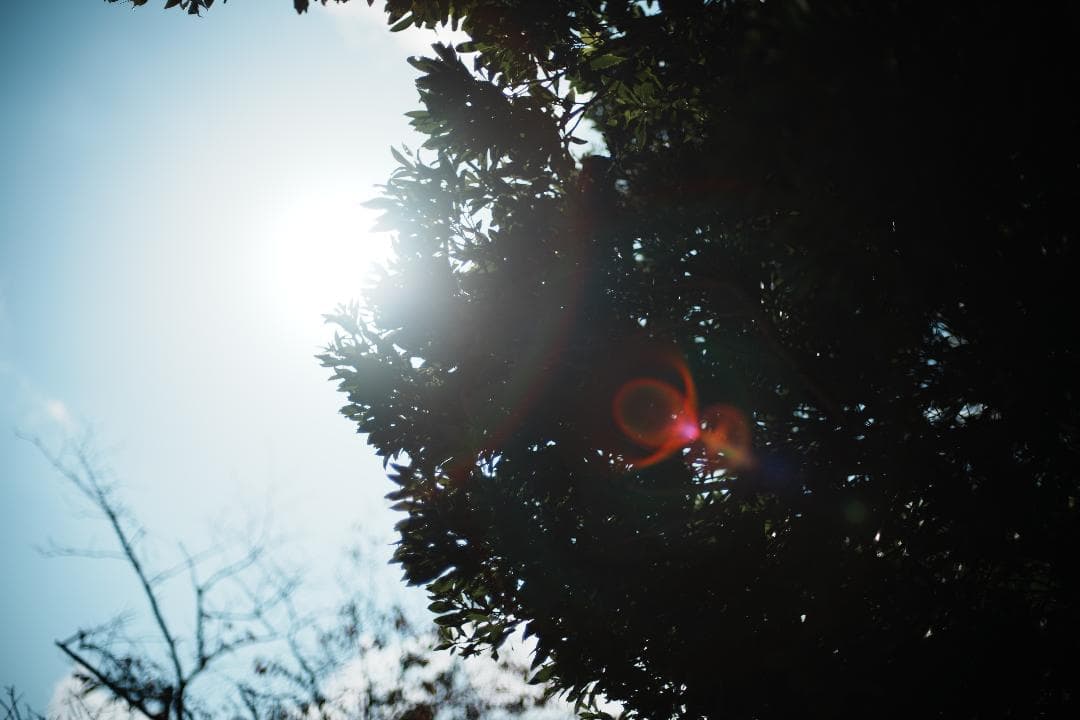 【整備＆テスト済】ニコン New Nikkor 50mm F1.4 後期 499