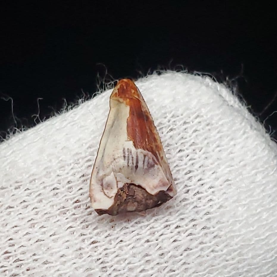 希少 ポストスクス 爬虫類 歯 化石 ニューメキシコ産 18.91mm fr64