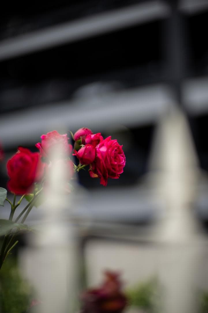 美品！夜というレンズ Voigtlander NOKTON 50mm F1.1