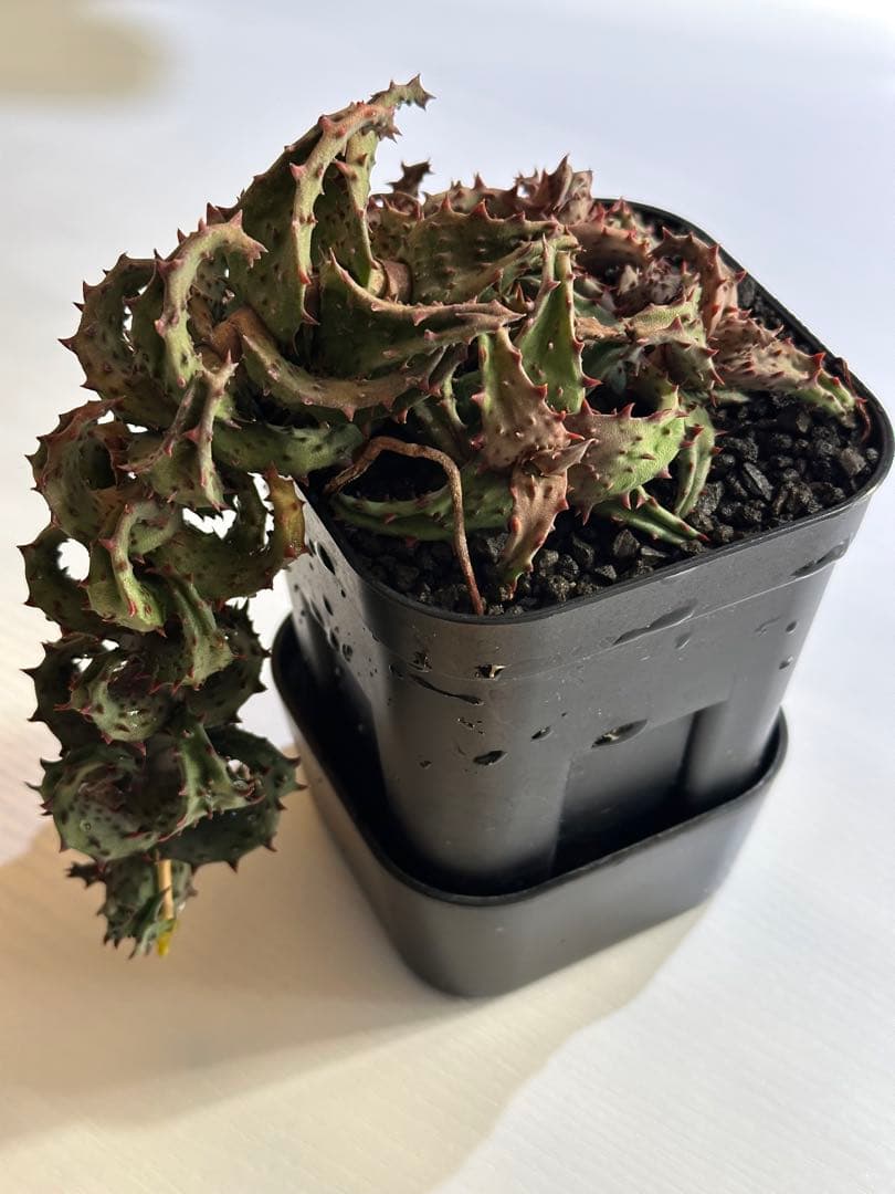 【期間限定出品】 Aloe castilloniae子株④