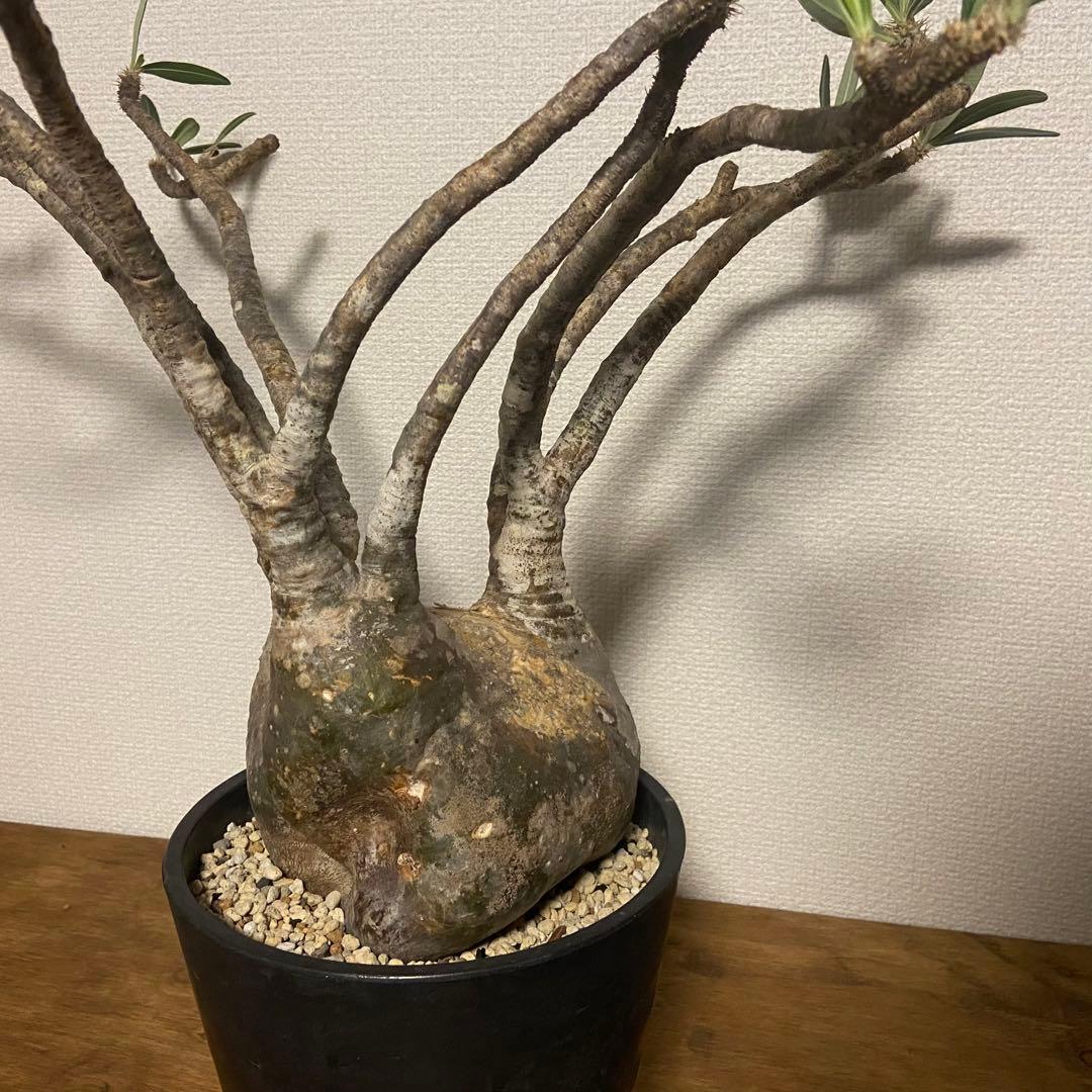 パキポディウム　グラキリス　現地球　発根済