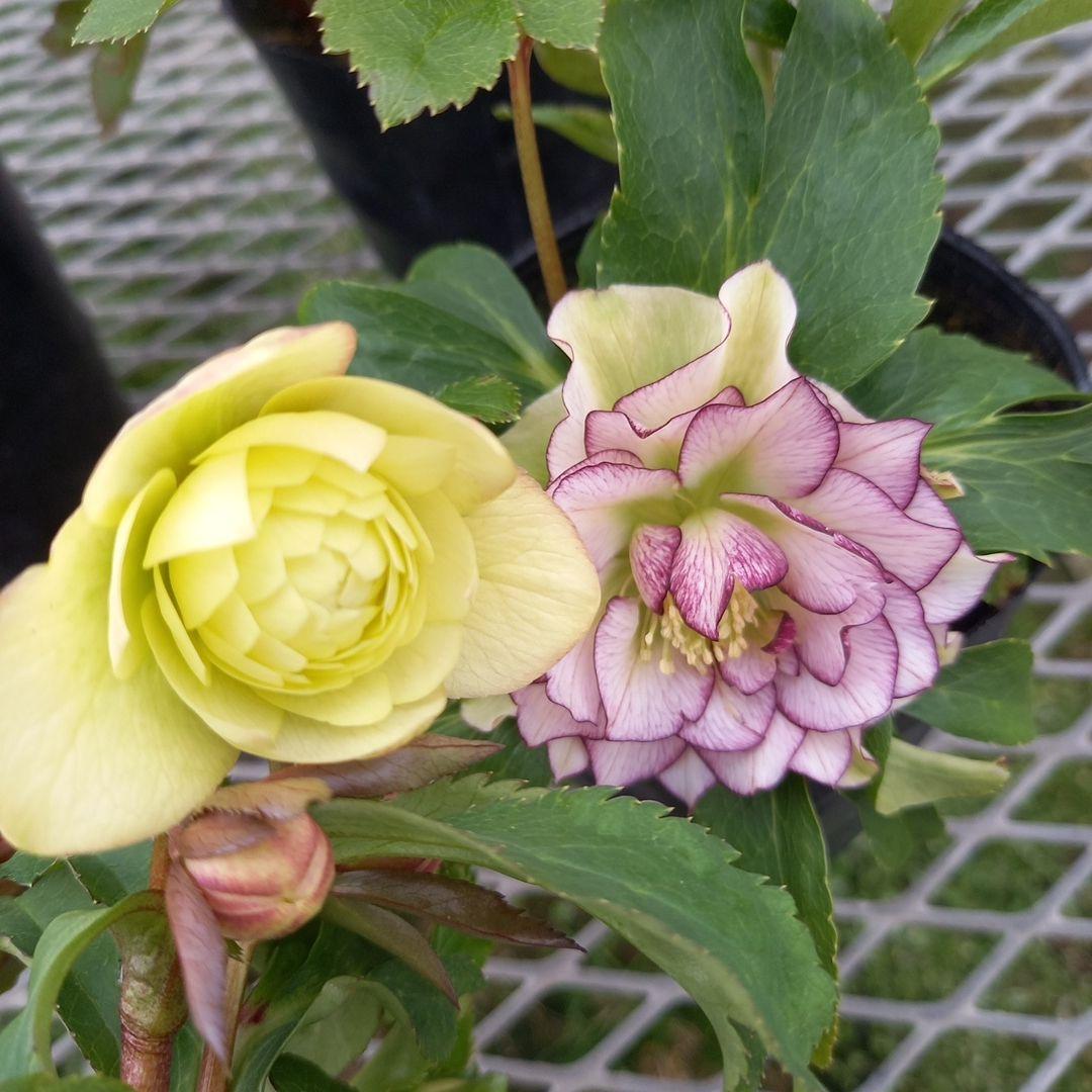 可愛いお花畑♪春色♪4個セット！クリスマスローズ、苗、開花株