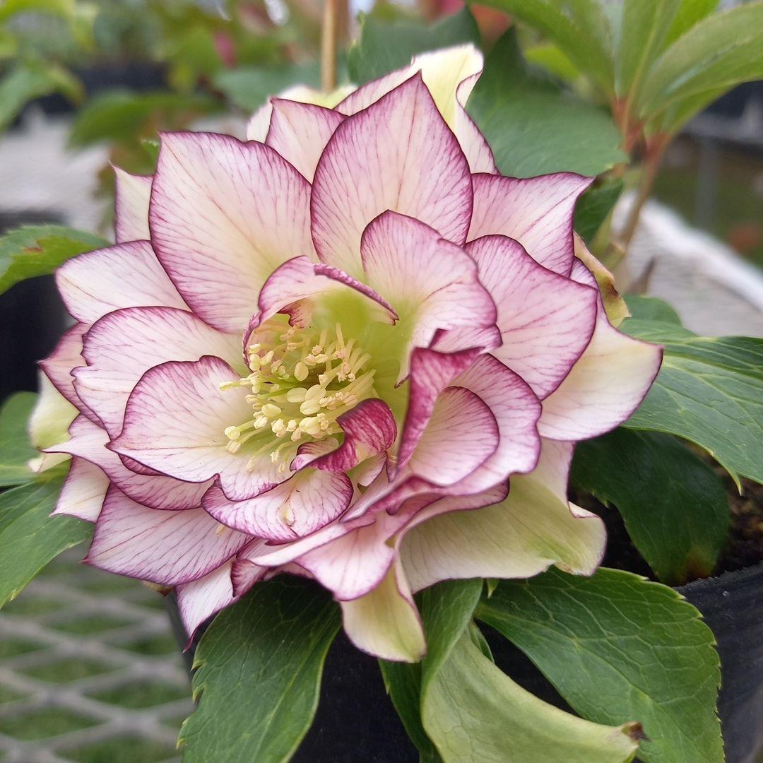 可愛いお花畑♪春色♪4個セット！クリスマスローズ、苗、開花株