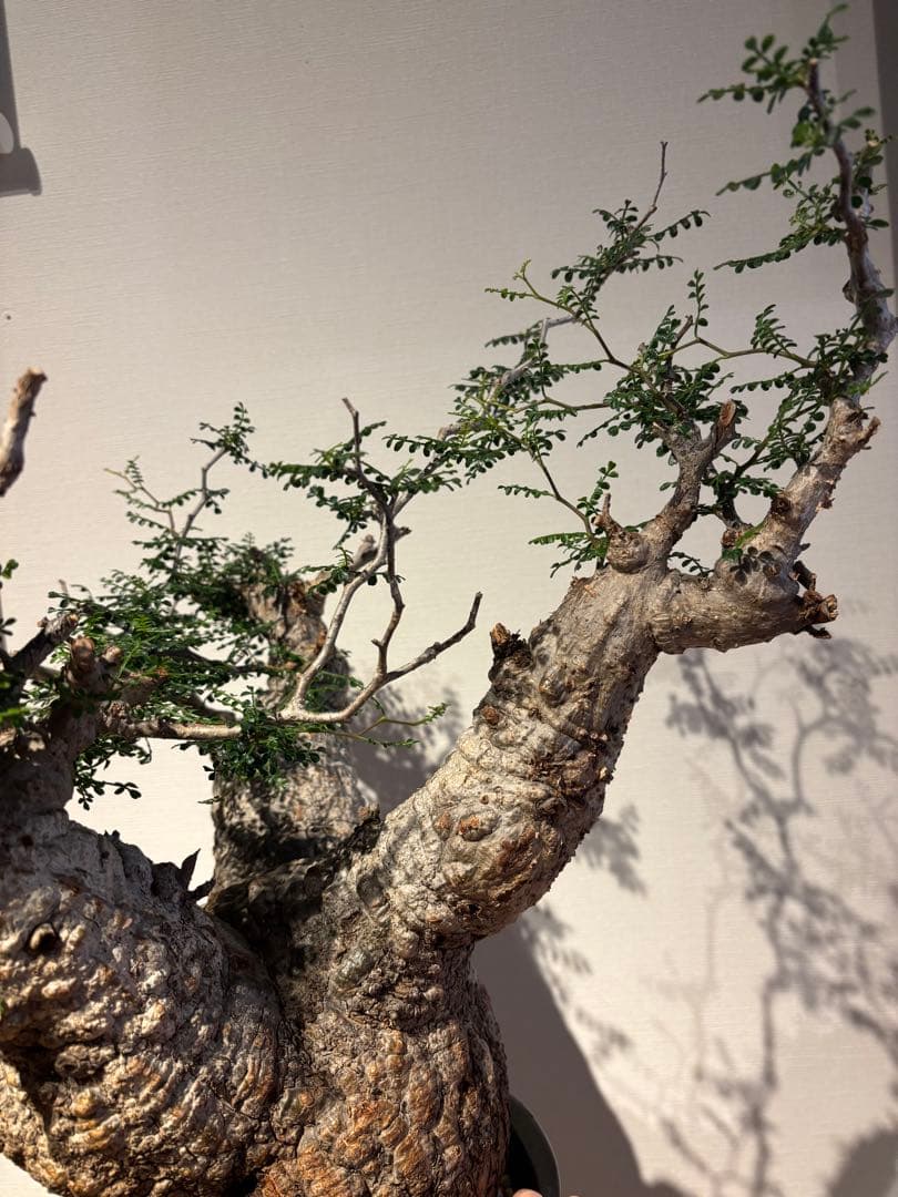 大株　スペシャル株　オペルクリカリア　パキプス