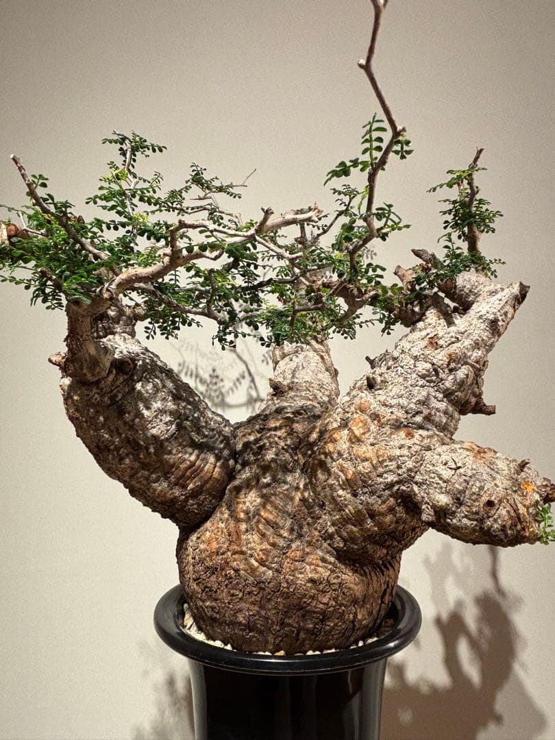 大株　スペシャル株　オペルクリカリア　パキプス