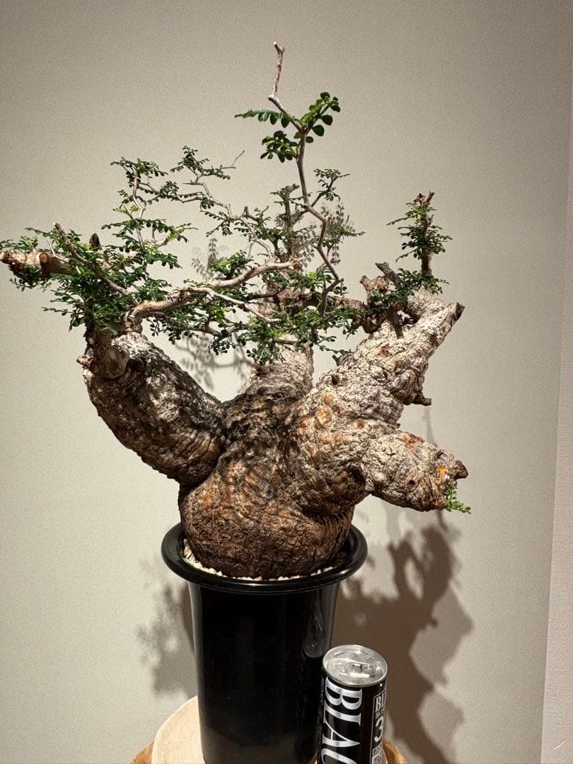 大株　スペシャル株　オペルクリカリア　パキプス